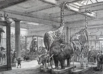 The Mammalia Saloon, illustration från "Old and New London" av Edward Walford, publicerad 1878